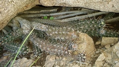 Austrocactus hibernus