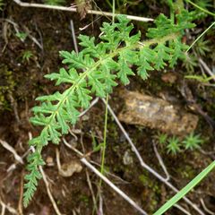 Pedicularis tuberosa