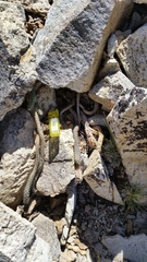 Austrocactus hibernus