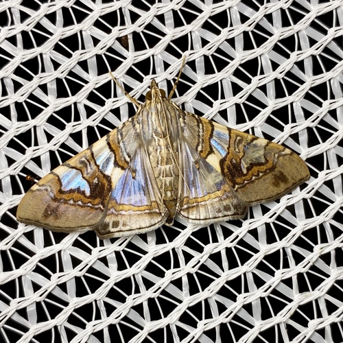 Glyphodes cosmarcha Meyrick, 1887