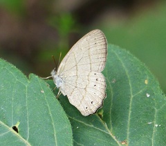 Hermeuptychia gisella