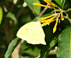 Phoebis neocypris rurina