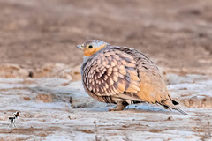 Pterocles senegallus