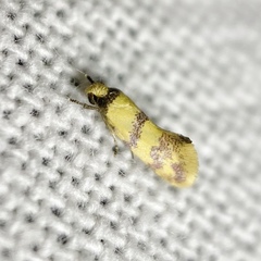 Psaroxantha basilica