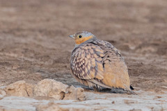 Pterocles senegallus