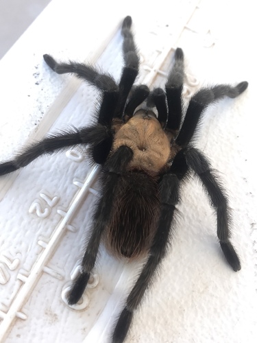 Texas Brown Tarantula