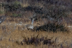 Chlamydotis macqueenii