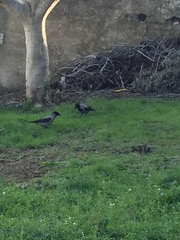 Corvus cornix