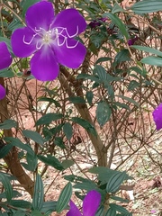 Pleroma semidecandrum