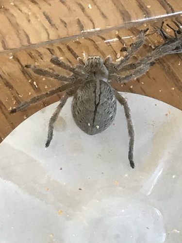 Giant Crab Spider