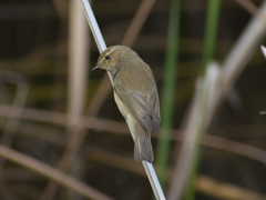 Phylloscopus collybita