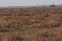 Vulpes vulpes pusilla
