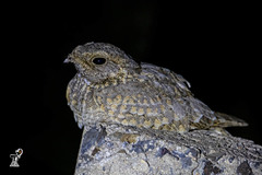 Caprimulgus mahrattensis