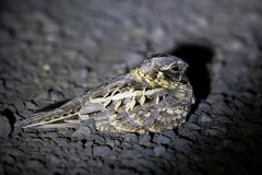 Caprimulgus asiaticus