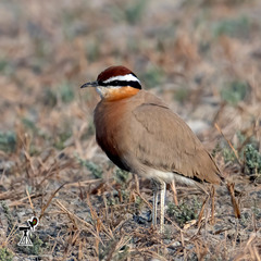 Cursorius coromandelicus