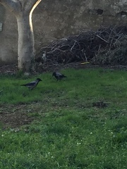 Corvus cornix