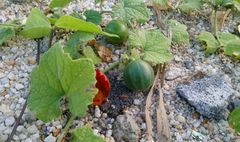 Trichosanthes scabra