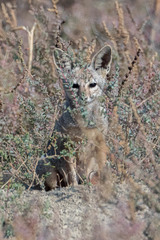 Vulpes vulpes pusilla