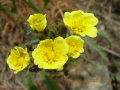 Potentilla astracanica