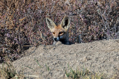 Vulpes vulpes pusilla