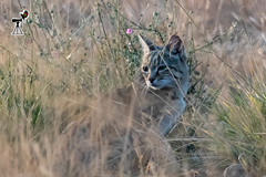 Felis lybica ornata