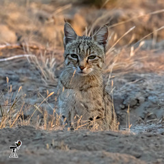 Felis lybica ornata