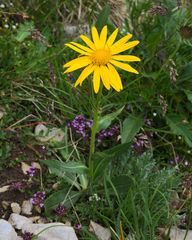 Doronicum clusii