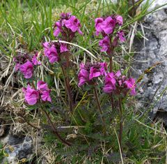 Pedicularis rostratocapitata