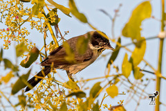 Curruca crassirostris
