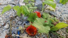 Trichosanthes scabra