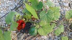 Trichosanthes scabra