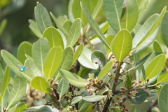 Sideroxylon inerme inerme