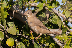 Hypocolius ampelinus