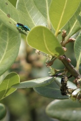 Sideroxylon inerme inerme