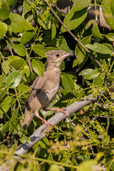 Hypocolius ampelinus