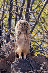 Bubo bengalensis