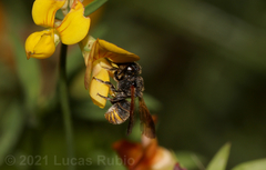 Anthodioctes megachiloides