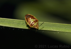 Hellica nitida