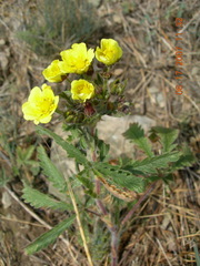 Potentilla astracanica