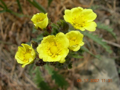 Potentilla astracanica
