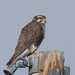 Prairie Falcon - Photo (c) Leslie S, some rights reserved (CC BY-NC), uploaded by Leslie S