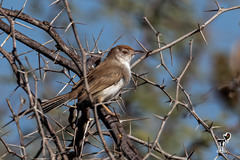 Prinia buchanani