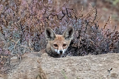 Vulpes vulpes pusilla