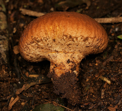 Calvatia rugosa