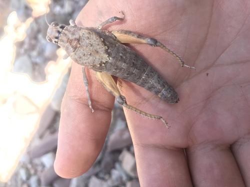 Robust Toad Lubber