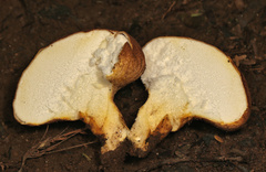 Calvatia rugosa