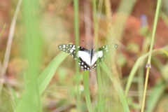 Graphium angolanus