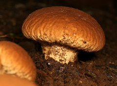 Calvatia rugosa
