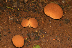 Calvatia rugosa