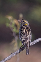 Ploceus manyar